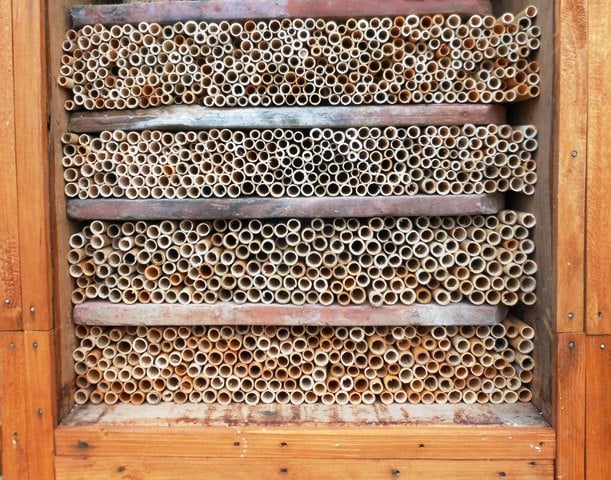 Stanište za solitarne pčele barska trska