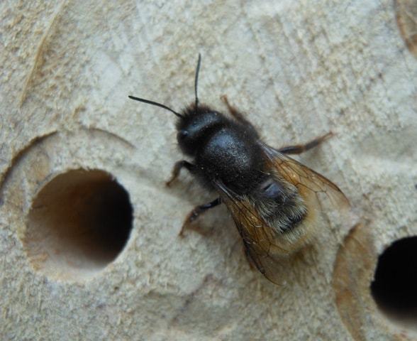 Solitarne pčele Savić