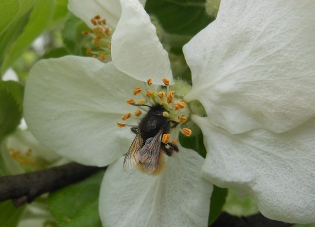 Solitarne pčele Savić-Osmia Cornuta