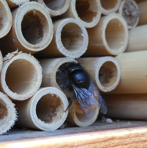 Solitarne pčele Savić-Osmia Cornuta