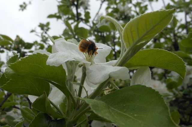 Solitarne pčele Savić-Osmia Cornuta