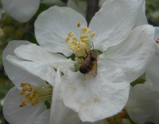 Solitarne pčele Savić-Osmia Cornuta